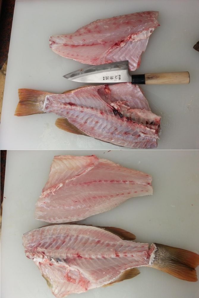 ปลาที่เรารีดเลือดกับไม่รีดเลือด จะเห็นคุณภาพเนื้ออย่างชัดเจนครับ ที่รีดเลือดเนื้อจะเฟริมใส ไม่มีคาวเ