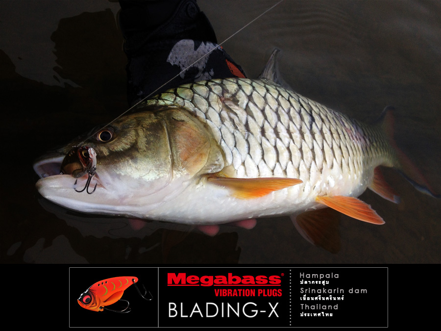 [center]ตรงจุดนี้หมูงัดขึ้นมาหลายตัวด้วยไวเบรชั่น BLADING-X ของ MEGABASS

ในขณะที่เม่นใช้สปูนนานๆจ