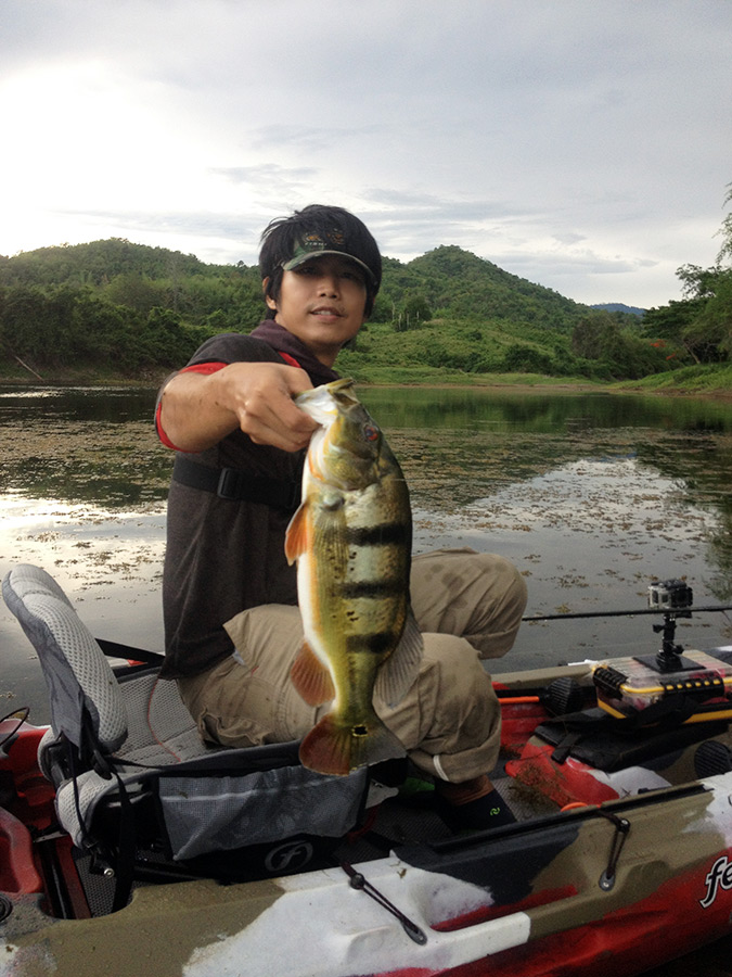 [center]ที่เข้าใจว่าเป็น Cichla ocellaris ดูเหมือนจะเป็น Cichla monoculus หรือลูกผสมมากกว่าครับ

[