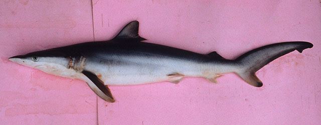 ฉลาม
Carcharhinus brachyurus  (Günther, 1870)	
 Copper shark 
ขนาด 300cm
พบในเขตร้อนทั่วโลก บ้าน