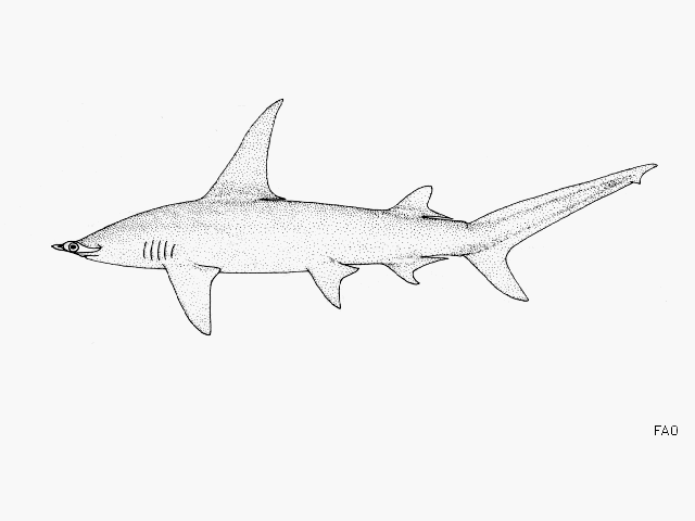 ฉลามหัวฆ้อนยักษ์
Sphyrna mokarran  (Rüppell, 1837)	
 Great hammerhead
ขนาด 600cm
พบทั่วโลก เป็นฉ