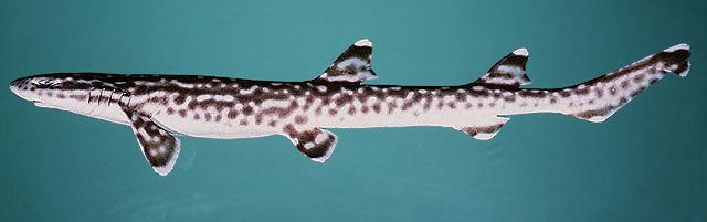 ฉลามแมว
Atelomycterus marmoratus  (Anonymous [Bennett], 1830)	
 Coral catshark 
ขนาด 50cm
พบในเข