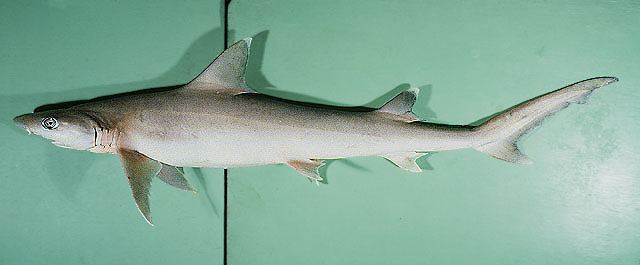 
ฉลามทอง
Hemigaleus microstoma  Bleeker,  1852	
 Sicklefin weasel shark 
ขนาด 100cm
พบในเขตมหาส