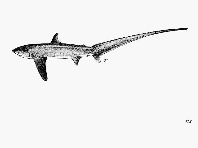 ฉลามหางยาว
Distribution: marine; all oceans. Upper lobe of caudal fin greatly elongate, caudal fin 
