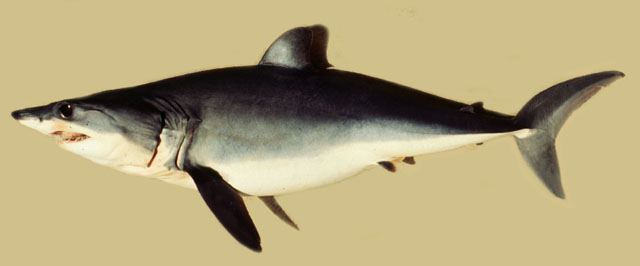 ฉลามเมโก
Isurus oxyrinchus  Rafinesque,  1810	
 Shortfin mako 
ขนาด 500cm
พบทั่วโลก เป็นฉลามที่ว