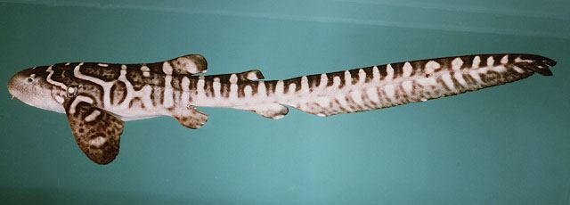 ฉลามเสือดาว
Stegostoma fasciatum  (Hermann, 1783)	
 Zebra shark 
ขนาด 350cm
พบในเขตอินโด แปซิฟิค