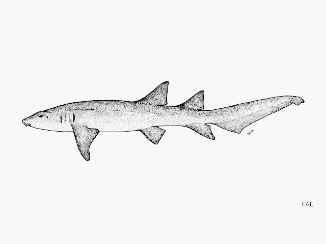 ฉลามพยาบาล
Nebrius ferrugineus  (Lesson, 1831)	
 Tawny nurse shark 
ขนาด 320cm
พบในเขตอินโด แปซิ