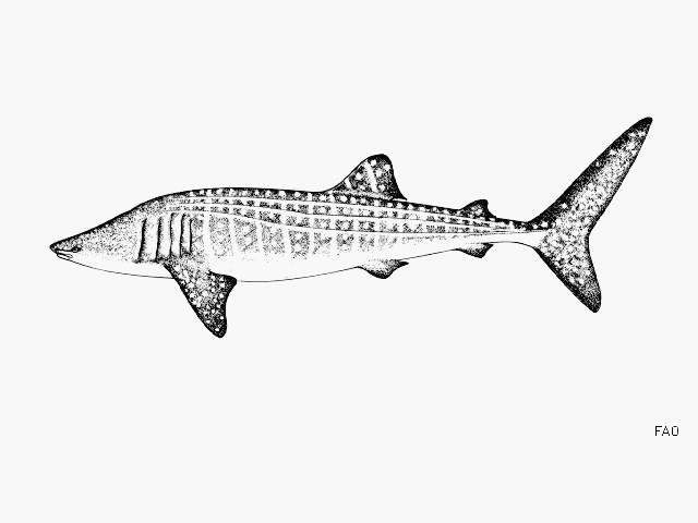 ฉลามวาฬ
Distribution: tropical waters. Often near the surface, sometimes in schools of up to hundre