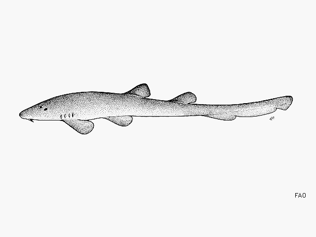 ฉลามกบ
Chiloscyllium griseum  Müller &  Henle,  1838	
 Grey bambooshark 
ขนาด 70cm
พบได้ค่อนข้าง