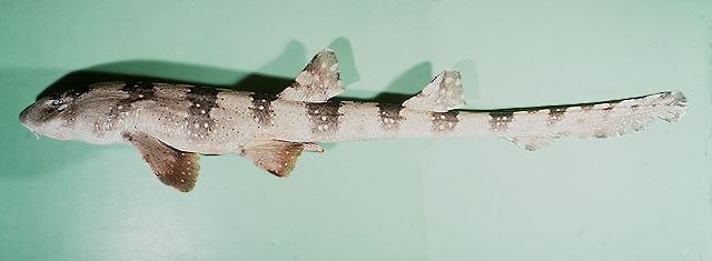 ฉลามกบจุดขาว
Chiloscyllium plagiosum  (Anonymous [Bennett], 1830)	
 Whitespotted bambooshark 
ขนา