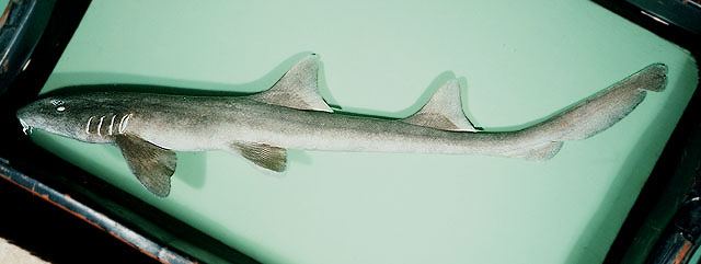 ฉลามกบ
Chiloscyllium punctatum  Müller &  Henle,  1838	
 Brownbanded bambooshark 
ขนาด 100cm
พบต