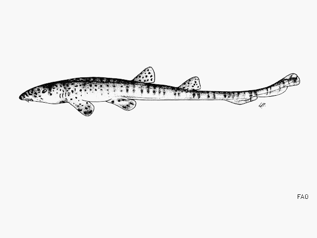 ฉลามกบ
Chiloscyllium indicum  (Gmelin, 1789)	
 Slender bambooshark 
ขนาด 60cm