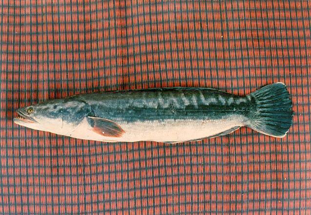ปลาชะโด
Channa micropeltes  (Cuvier, 1831)	
 Indonesian snakehead 
ขนาด 130cm
พบในแหล่งน้ำทุกประ