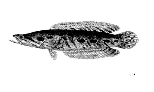 ปลากระสง ปลาช่อนไช
Channa lucius  (Cuvier, 1831)	
ขนาด 40cm
พบในแหล่งน้ำนิ่งทั่วทุกภาคของประเทศ
