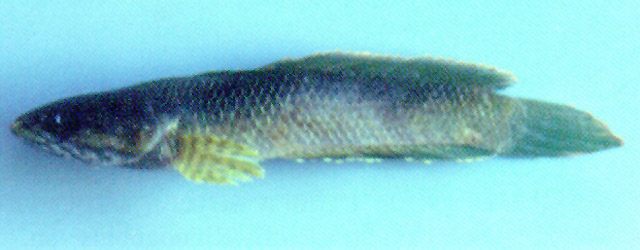 ปลาก้าง
Channa gachua  (Hamilton, 1822)	
ขนาด 20cm
พบในลำธารในป่าทั่วทุกภาคของประเทศ :cool: