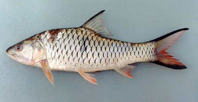 ปลากระสูบขีด ปลาโสด
Hampala macrolepidota  Kuhl &  Van Hasselt,  1823	
 Hampala barb 
ขนาด 70cm
