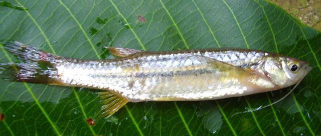 ปลาซิวหนวดยาว
Esomus danricus  (Hamilton, 1822)	
 Flying barb 
ขนาด 7cm
พบในแม่น้ำ และ แหล่งน้ำน