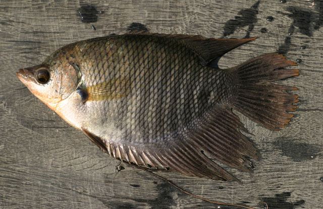 ปลแรด ปลาเม่น
Osphronemus goramy  Lacepède,  1801	
 Giant gourami 
ขนาด 60cm
พบในแม่น้ำ และ แหล่