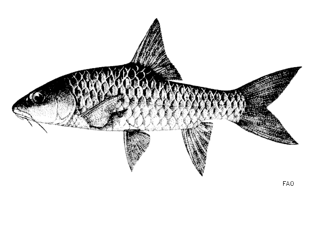 ปลาเวียน
Tor tambroides  (Bleeker, 1854)	
 Thai mahseer 
ขนาด 110cm
พบในแม่น้ำสายใหญ่และลำธารในป