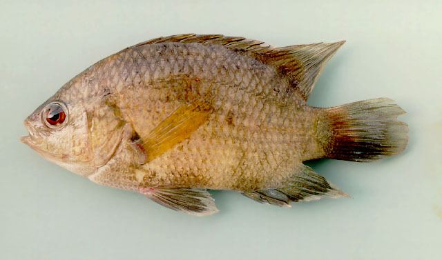 ปลาหมอช้างเหยียลบ ปลาตรับ
Pristolepis fasciata  (Bleeker, 1851)	
 Malayan leaffish 
ขนาด 20cm
พบ