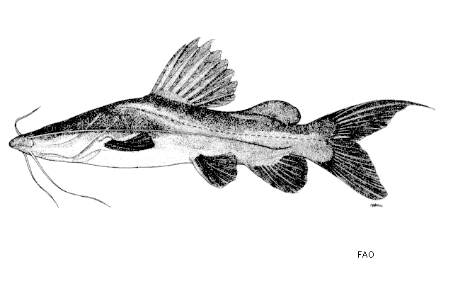 ปลากดเหลือง
Hemibagrus filamentus  (Fang & Chaux, 1949)	
ขนาด 50cm
พบตามแม่น้ำ หรือ แหล่งน้ำนิ่งข