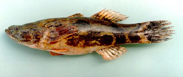 ปลาบู่ทราย ปลาอ้าย
Oxyeleotris marmorata  (Bleeker, 1852)	
 Marble goby 
ขนาด 70cm
แหล่งน้ำนิ่ง 