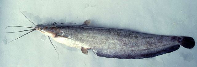 ปลาจีด ปลาเม็ง
Heteropneustes kemratensis  (Fowler, 1937)
ขนาด 40cm
พบตามแม่น้ำาสายหลัก หายากมาก
