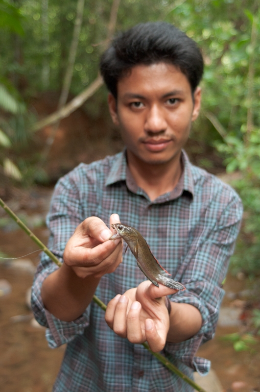 [center]ปลาก้าง Channidae (วงศ์ปลาช่อน) ที่เล็กที่สุดในไทย
กับคันปาล์ม รุ่นพิเศษ (Rattan palm) หรื