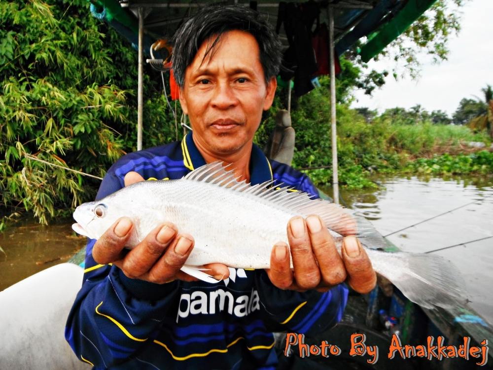 [b] [center]มาอีกตัวปิดทริปครับปลาม้า[/center][/b]