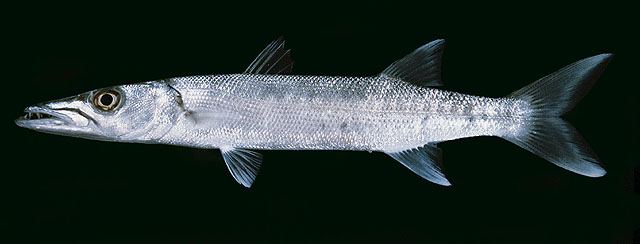 ปลาสากยักษ์
Sphyraena barracuda  (Edwards, 1771) Great barracuda 
ขนาด 200cm