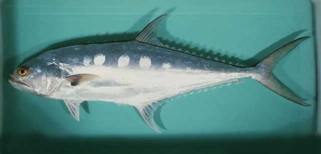 ปลาสละ ปลาเหลียบ
Scomberoides commersonnianus  Lacepède, 1801 Talang queenfish 
ขนาด 120cm
