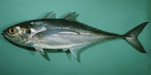 ปลาหางแข็ง แข้งไก่ เซ็กล่า
Megalaspis cordyla  (Linnaeus, 1758) Torpedo scad 
ขนาด 80cm