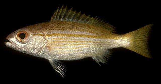 ปลากะพงข้างเหลือง
Lutjanus lutjanus  Bloch, 1790 Bigeye snapper ขนาด 30cm