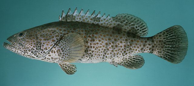 ปลากะรังปากแม่น้ำ เก๋าดอกส้ม
Epinephelus coioides  (Hamilton, 1822) Orange-spotted grouper 
ขนาด 1