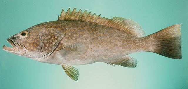 ปลาเก๋าหางซ้อน
Epinephelus bleekeri  (Vaillant, 1878) Duskytail grouper 
ขนาด 70cm