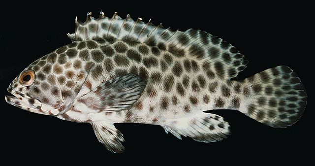 ปลาเก๋าลายตุ๊กแก
Epinephelus quoyanus  (Valenciennes, 1830) Longfin grouper 
ขนาด 30cm