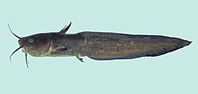 ปลาดุกทะเล มิหรัง
Plotosus canius  Hamilton, 1822 Gray eel-catfish 
ขนาด 150cm