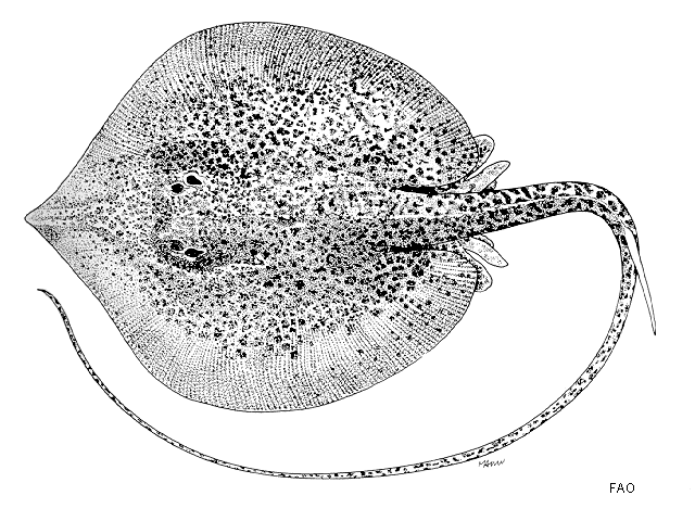ปลากระเบนลายนกเขา
Himantura oxyrhyncha  (Sauvage, 1878) Marbled whipray 
ขนาด กว้าง 4ocm