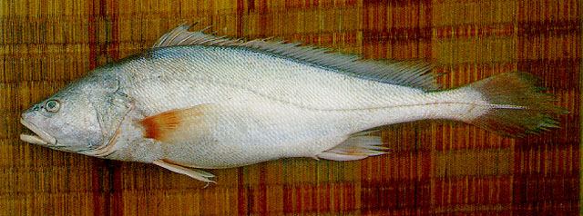 ปลาม้า หางกิ่ว
Boesemania microlepis  (Bleeker, 1858) Boeseman croaker 
ขนาด 100cm

เป็นปลาที่พบ