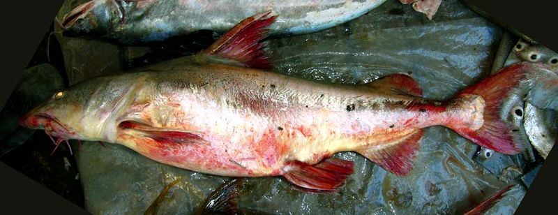 ปลากัดหัวผาน
Hemiarius verrucosus  Valenciennes, 1840 Shovelnose sea catfish 
ขนาด 80cm
เป็นปลากด