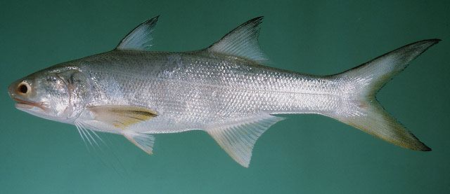 ปลากุเราสี่เส้น
Eleutheronema tetradactylum  (Shaw, 1804) Fourfinger threadfin 
ขนาด 210cm
พบบริเ