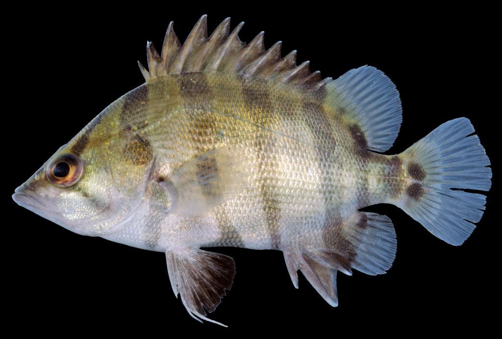 ปลากะพงลาย
Datnioides polota
ขนาด 40cm
พบในแม่น้ำตอนล่างของแม่น้ำบางปะกง และ ในทะเลสาบสงขลา มีลัก