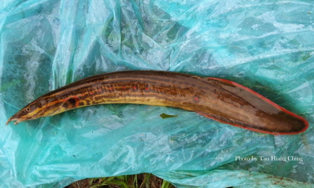 ปลากระทิงไฟ
Mastacembelus erythrotaenia
ขนาด 90cm
พบในแม่น้ำตอนล่างของแม่น้ำบางปะกง มีสถานะใกล้สู