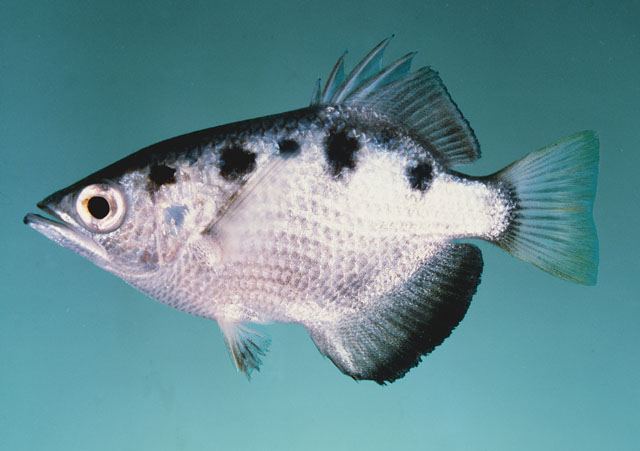 ปลาเสือพ่นน้ำ
Toxotes chatareus  (Hamilton, 1822)	
 Spotted archerfish 
ขนาด 35cm
พบทั่วไปในแม่น