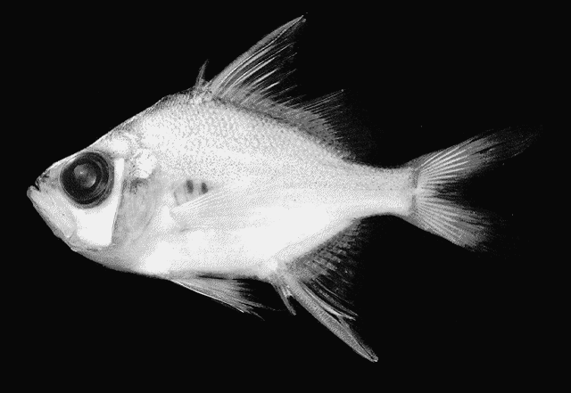 ปลาแป้นแก้วยักษ์
Parambassis wolffii  (Bleeker, 1850)	
 Duskyfin glassy perchlet 
ขนาด 20cm
พบใน