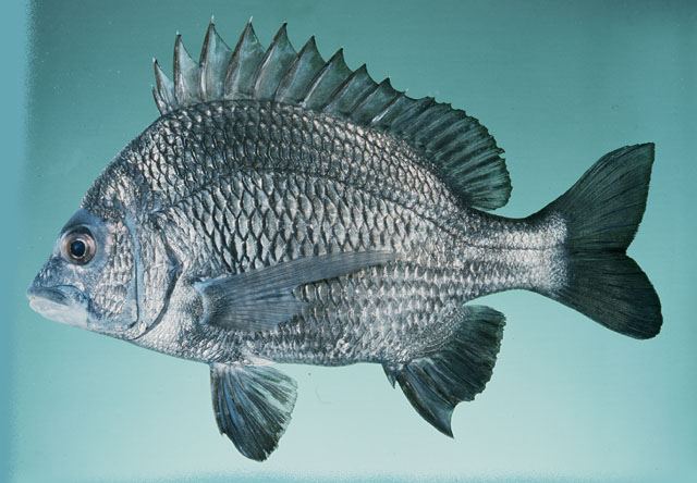 ปลาอีคุด
Acanthopagrus berda  (Forsskål, 1775)	
 Goldsilk seabream 
ขนาด 90cm
พบบริเวณปากแม่น้ำบ
