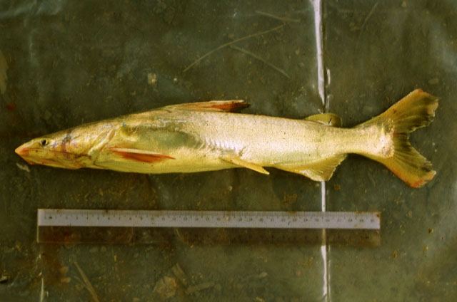 ปลากดหลาว
Cryptarius truncatus  (Valenciennes, 1840)	
ขนาด 40cm