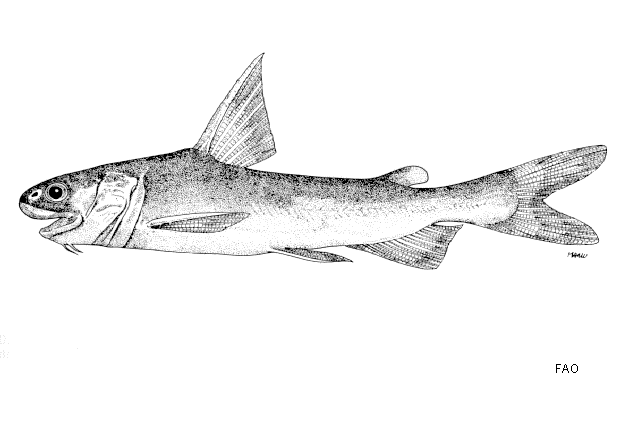 ปลากดลิง
Ketengus typus  Bleeker,  1846	
 Bigmouth sea catfish 
ขนาด 23cm
