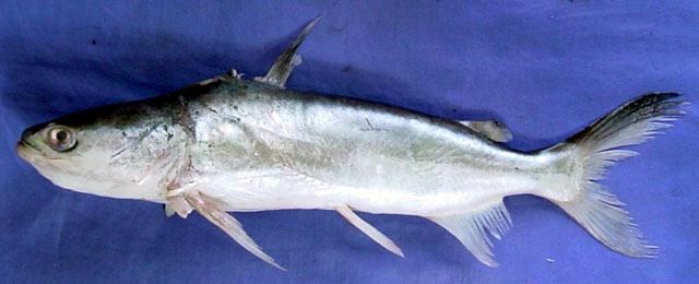 ปลาอุกหัวกบ
Batrachocephalus mino  (Hamilton, 1822)	
 Beardless sea catfish 
ขนาด 28cm
