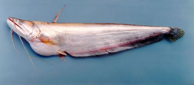 ปลาเค้าขาว
Wallago attu  (Bloch & Schneider, 1801)	
 Wallago 
ขนาด 200cm